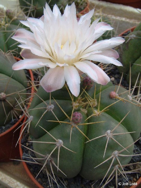 Gymnocalycium horstii ©JLcoll.637